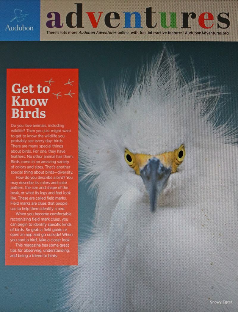 4 Audubon Adventures Getting to Know Birds IMG_6018x screen
