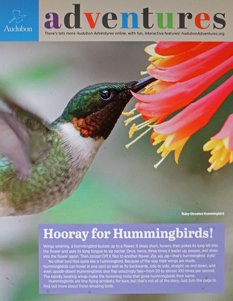 4 Audubon Adventures Hummingbirds IMG_6007x screen