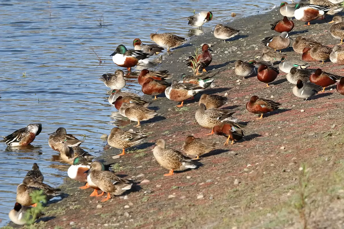 5 Census Ducks IMG_4845x 5 Census Ducks IMG_4845x