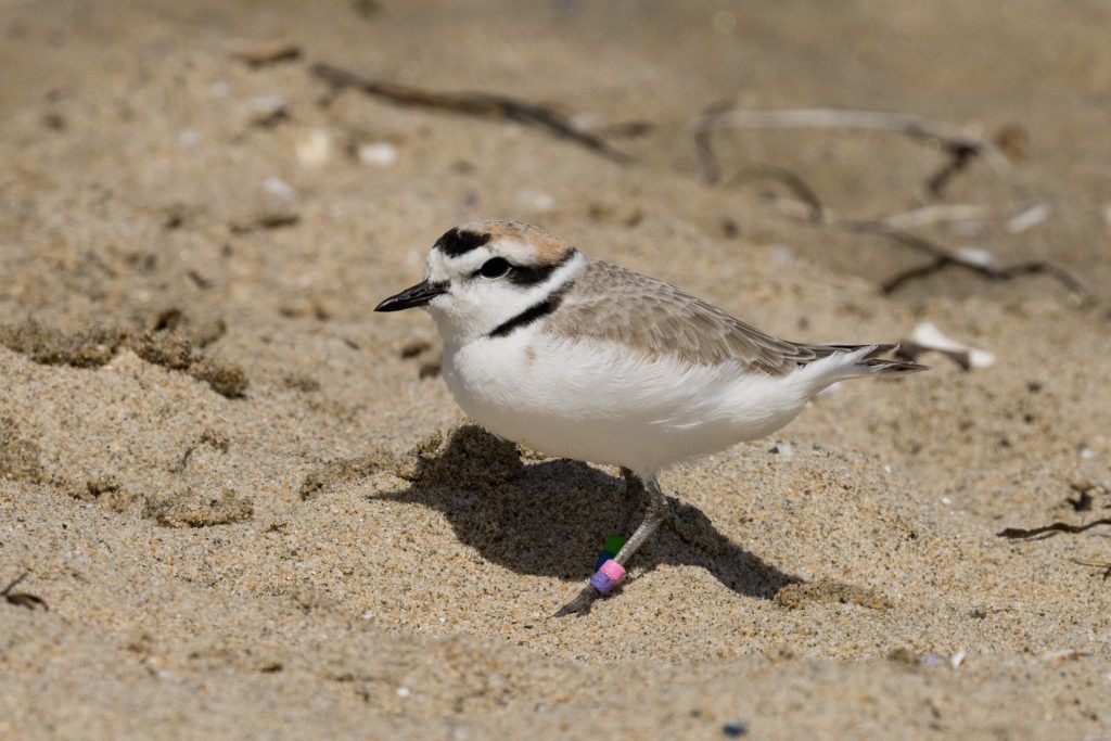 Conservation – Sea & Sage Audubon Society