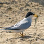 California Least Ternwith