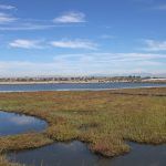 BOLSA CHICA IMG_3445x