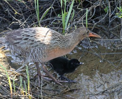 CLAPPER RAIL AND CHICK IMG_0166x