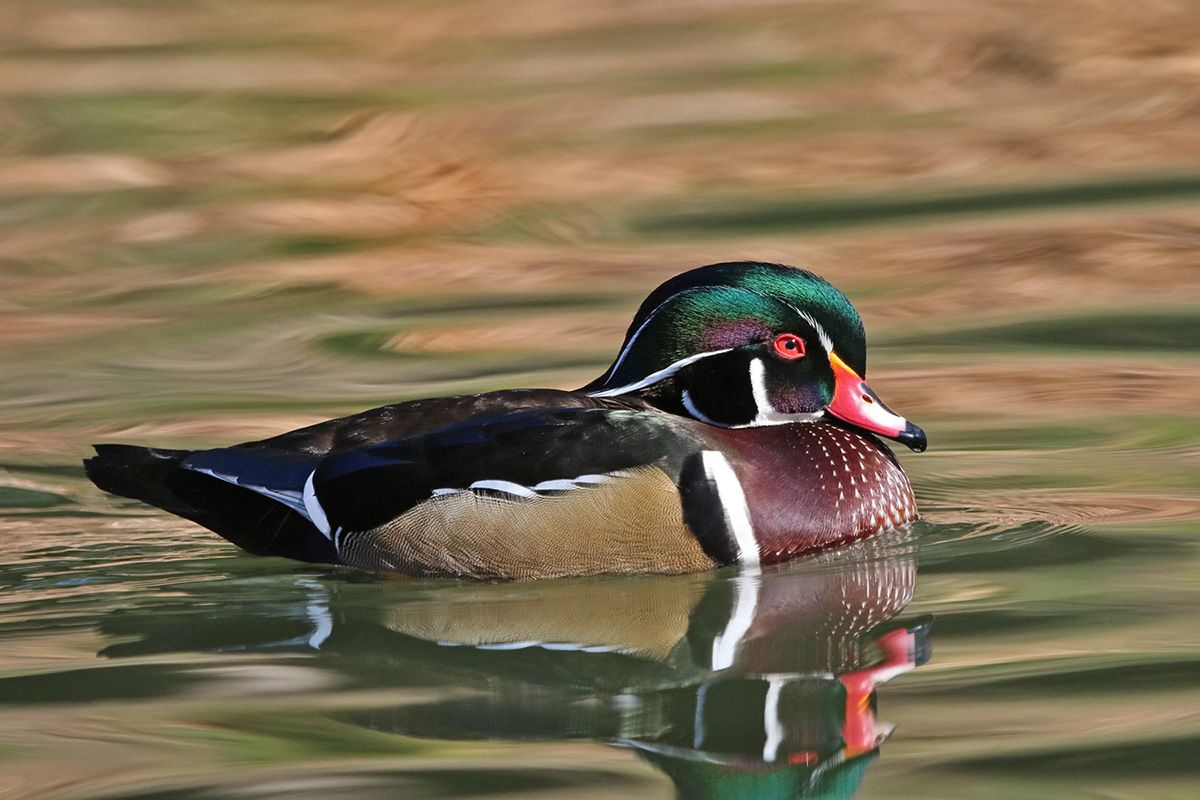 WOOD DUCK IMG_1847x