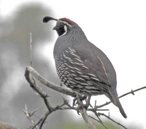 CA Quail_ Doug Lithgow