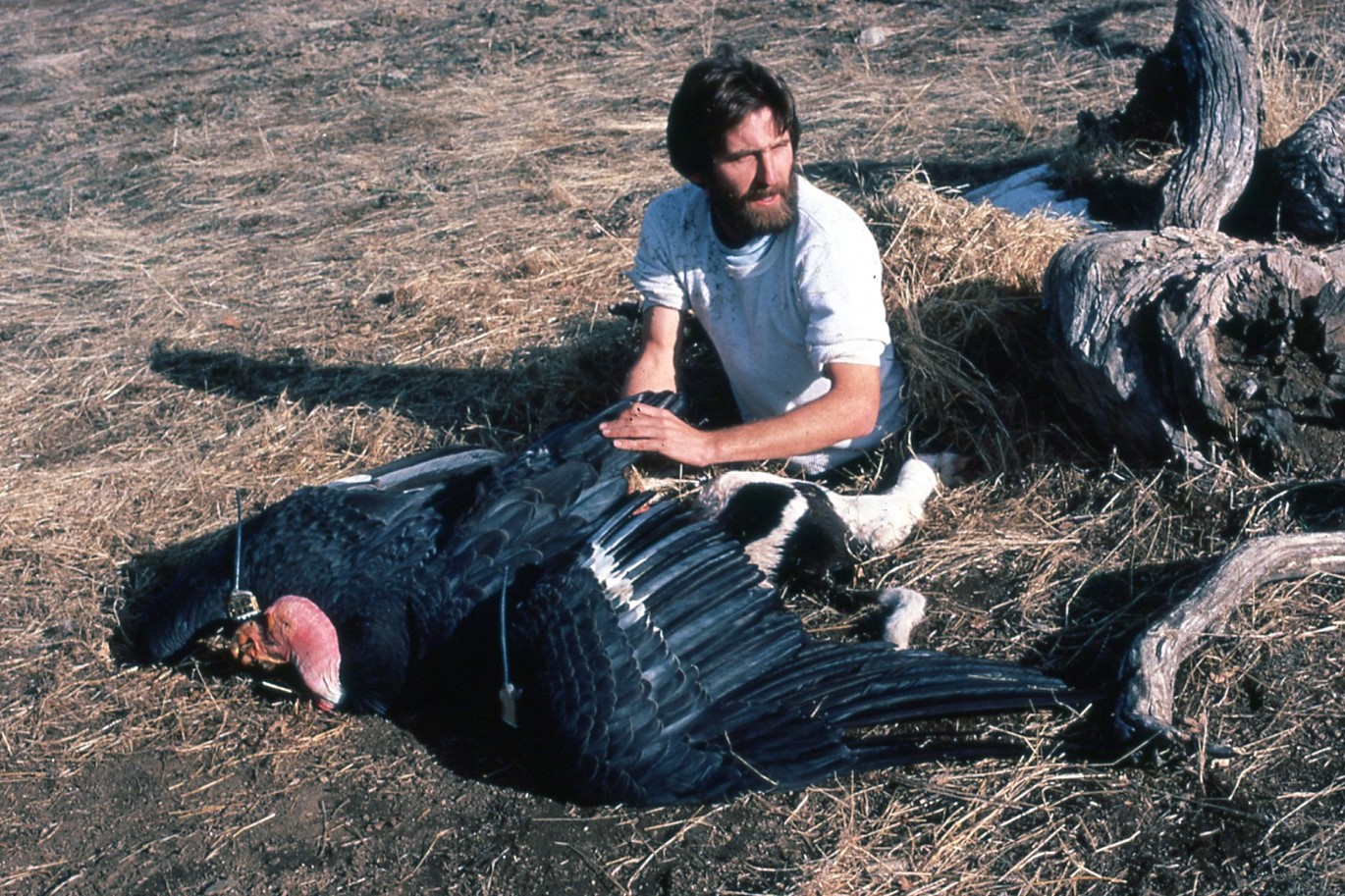 Pete with a CA Condor Captured in a Pit Trap, 1986