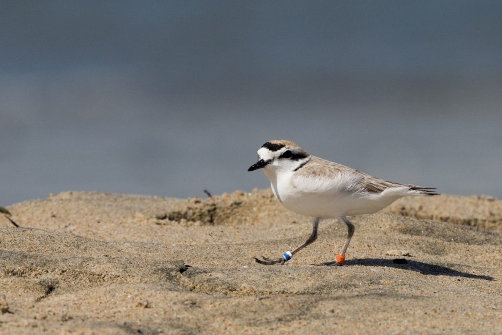 Conservation – Sea & Sage Audubon Society