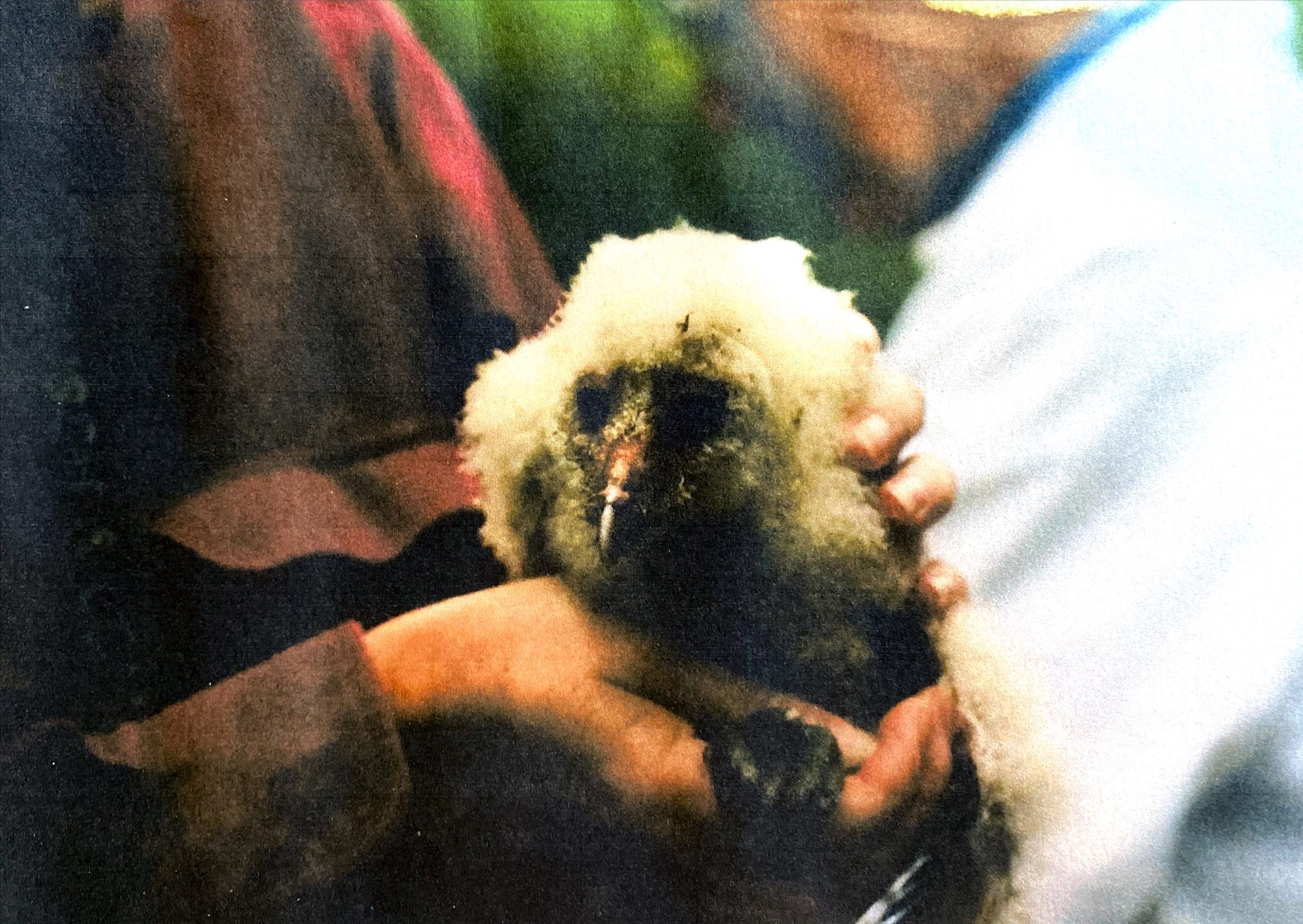 Pete Holding a Barn Owl Chick