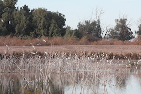 Egrets roost