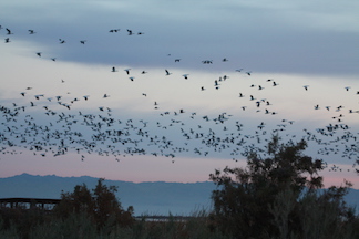 Birds leave their nighttime roost at dawn