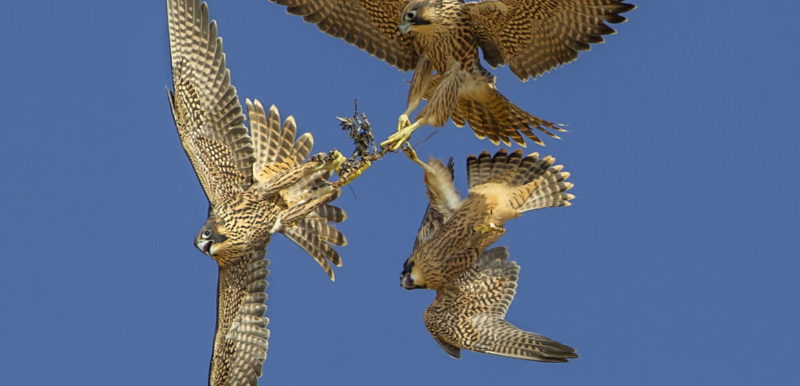 Raptor ID Workshop