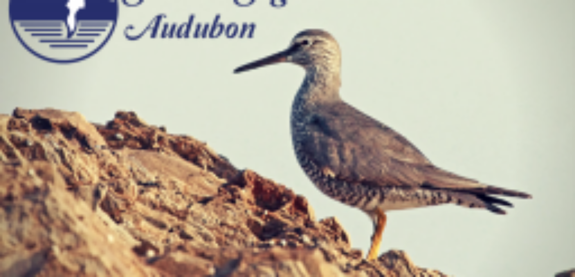 Wandering Tattler