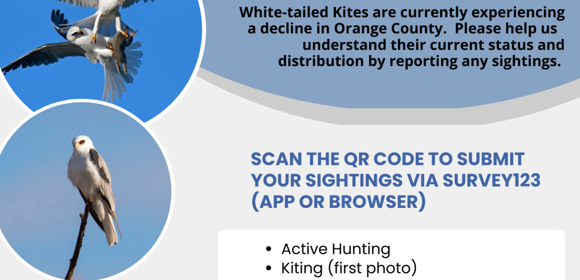 White-Tailed Kites