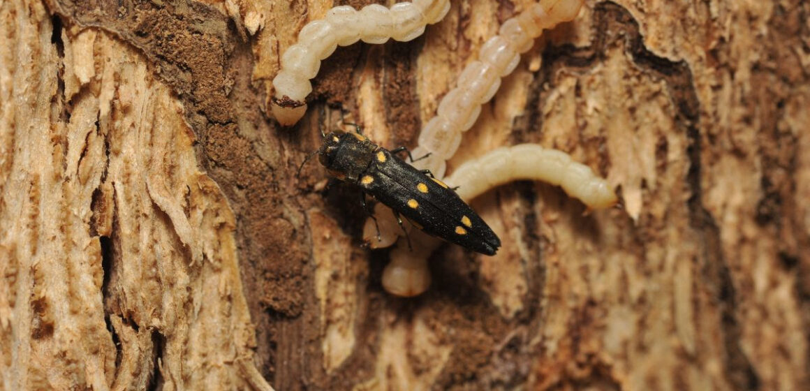 Tiny but Deadly: Invasive Beetles Threatening California Trees