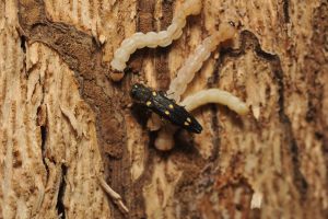 Tiny but Deadly: Invasive Beetles Threatening California Trees