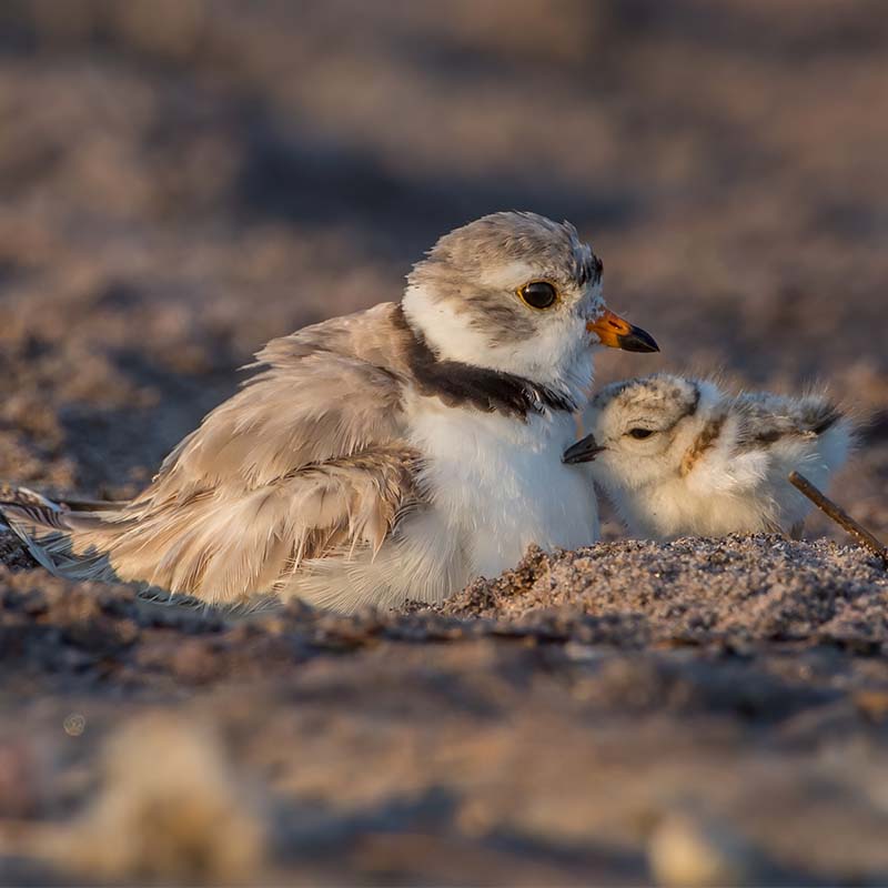 Piping Plovers