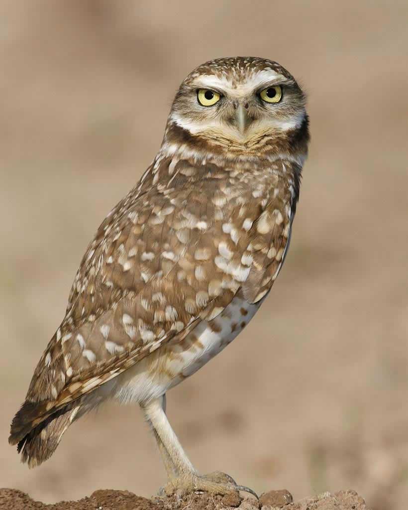 burrowing owl - Thomas