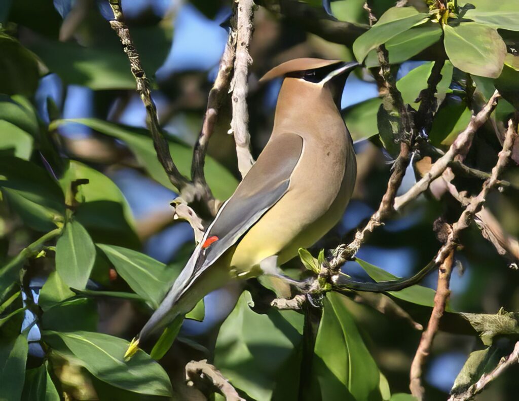 Cedar Waxwing photo by Dr. Bruce Odou
