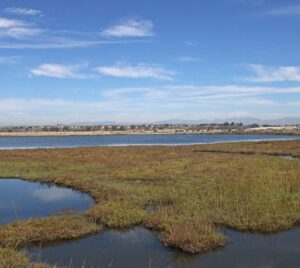 BOLSA CHICA IMG_3445x