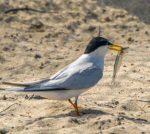 California Least Ternwith
