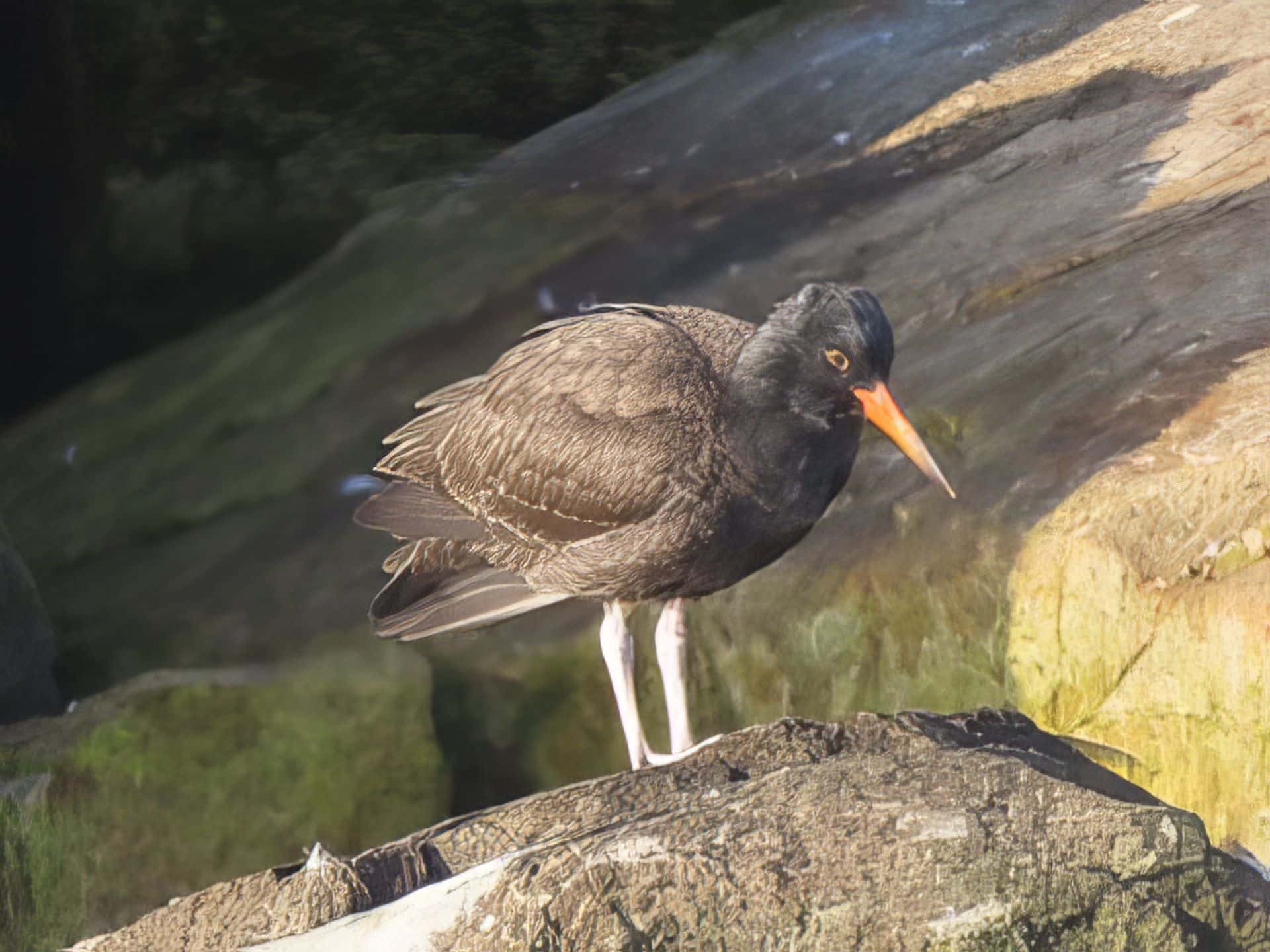 Black Oystercatcher 2