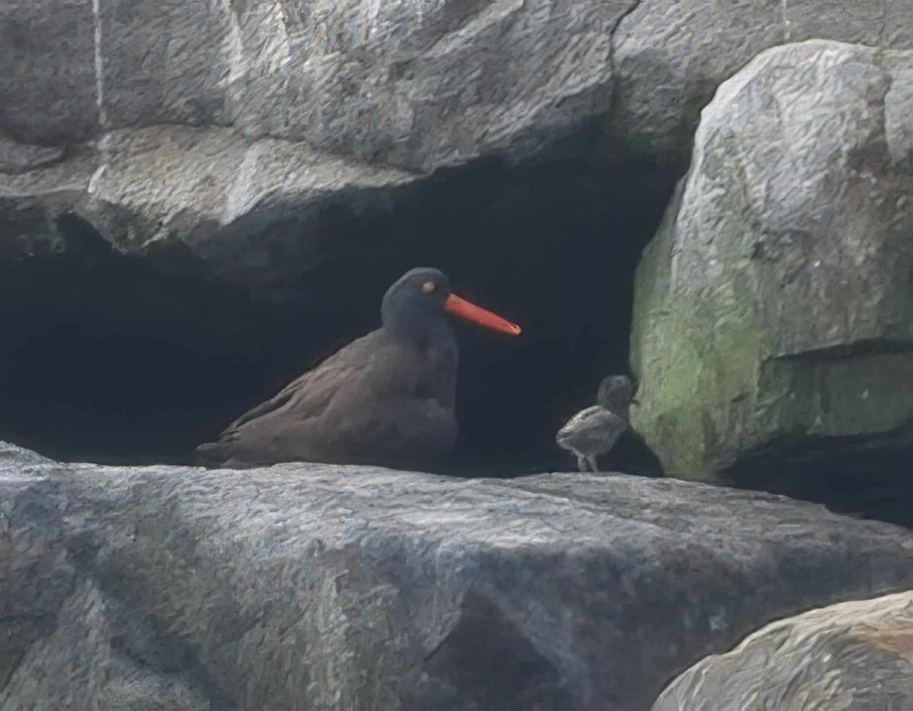 Black Oystercatcher 1