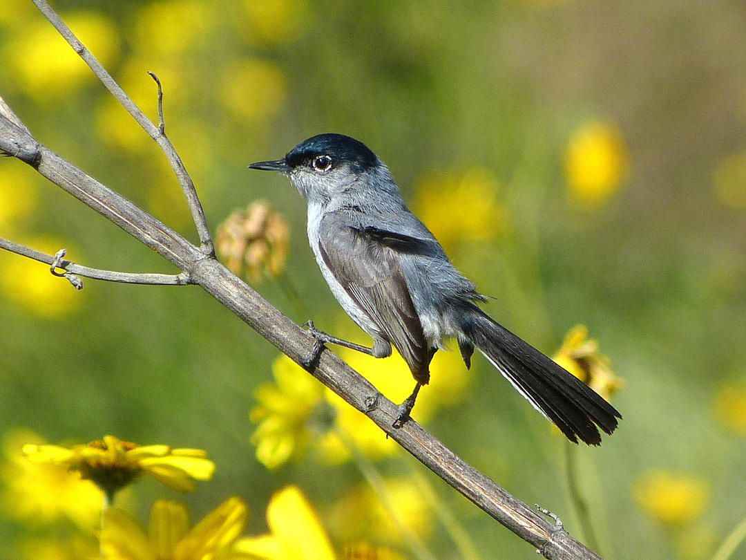 California Gnatcatcher