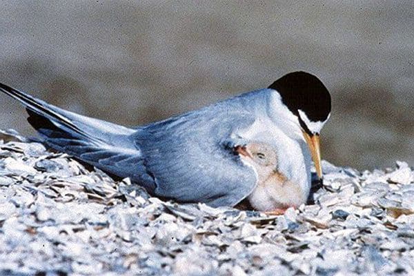 California Least Tern