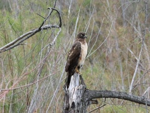 northern-harrier-upscale