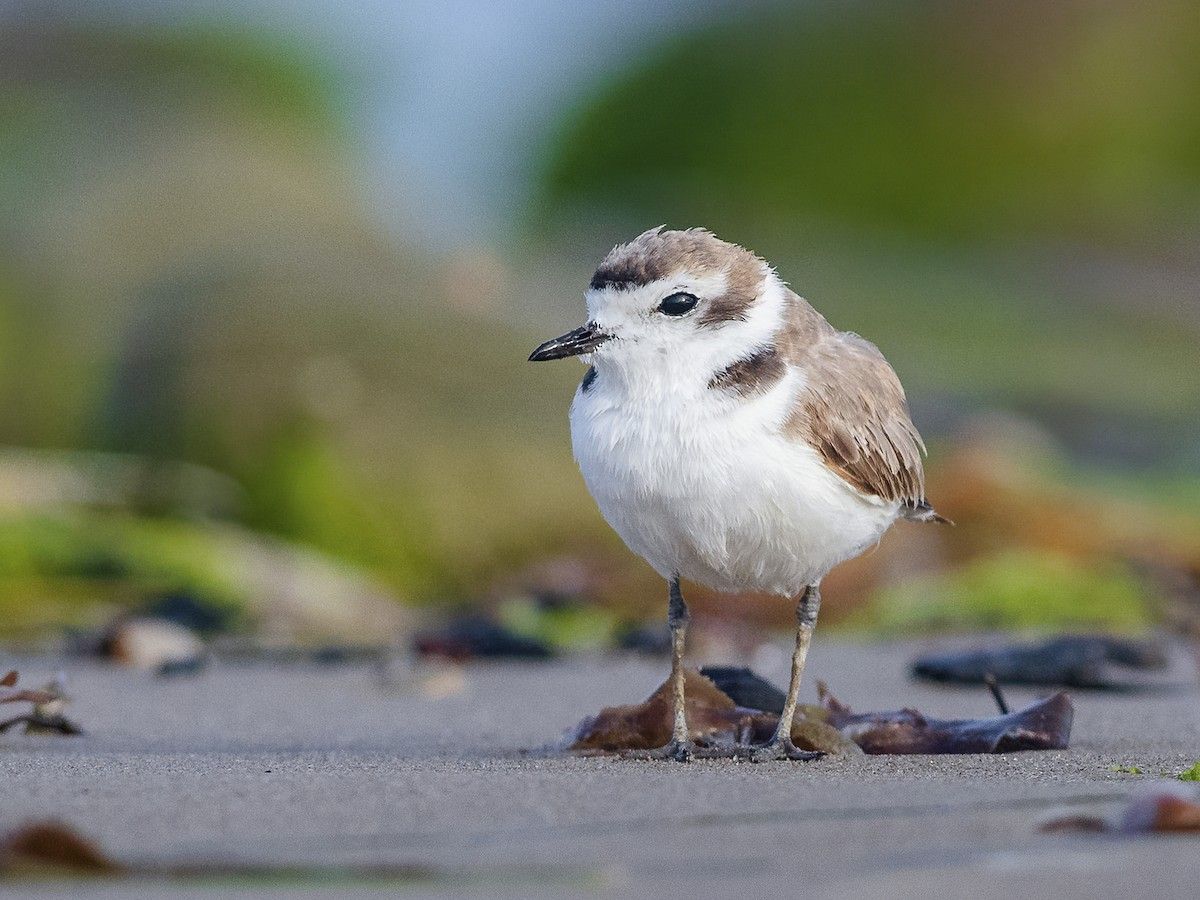 Western Snowy Plover