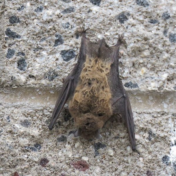 Bat 2 by Jack Lindell 