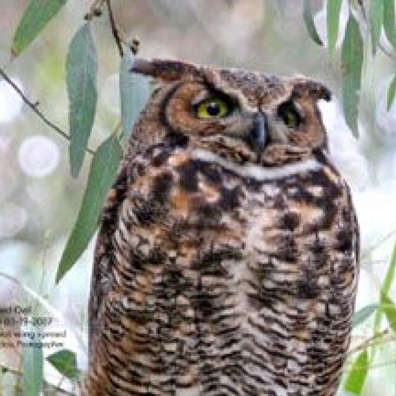Great Horned Owl