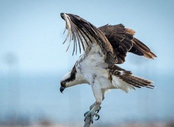 Osprey_ Bill Halliday