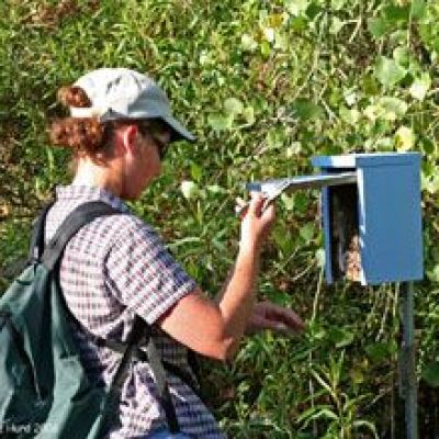Christine Tischer opening Tree Swallow nestbox