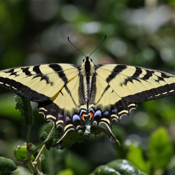 Discover Butterflies