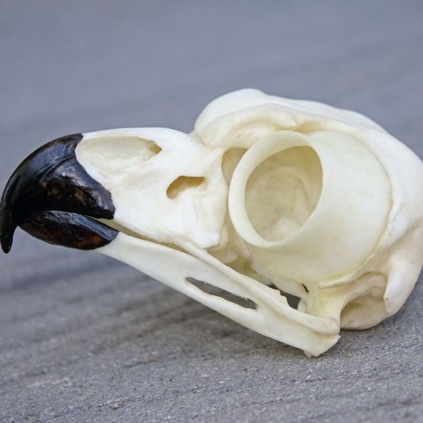 Skull Great Horned Owl 