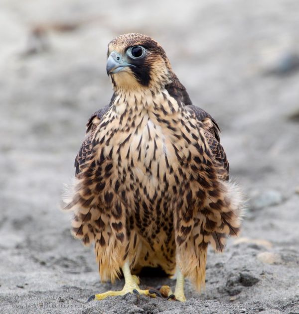 Peregrine