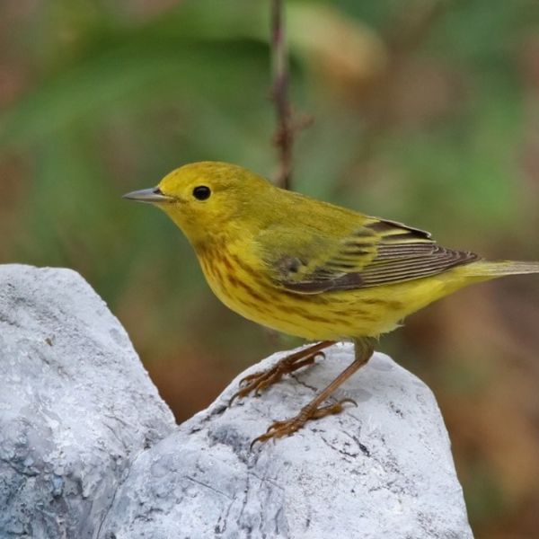 Yellow Warbler_T. Hurd