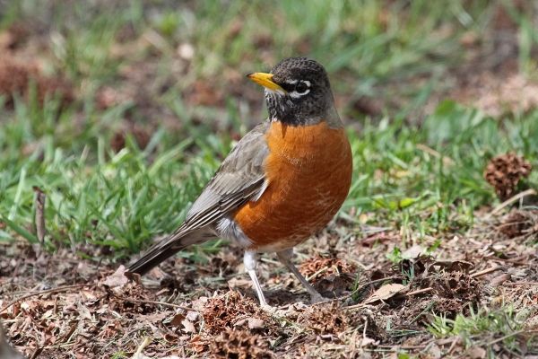 9 ROBIN IMG_9310x