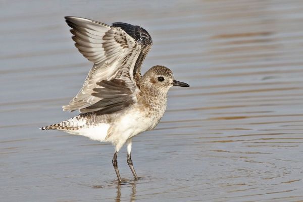 14 BLACK-BELLIED PLOVER ARMPITS IMG_1434xc
