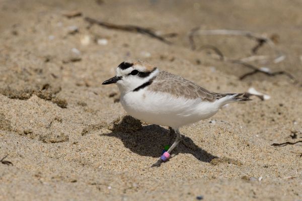 Banded Western SSnowy Plover courtesy of Andrea Carpio