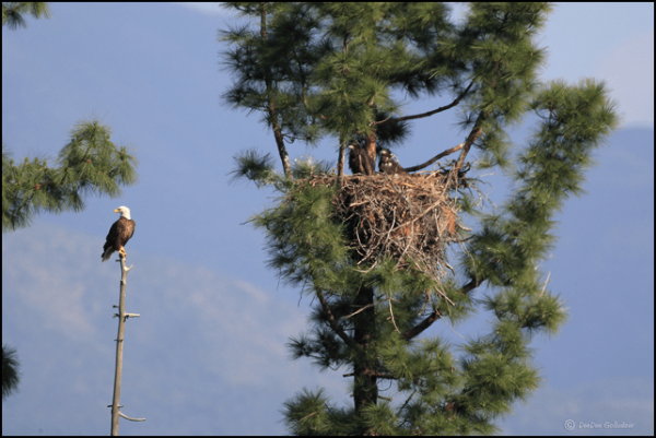 BAEA Nest Irvine LAke